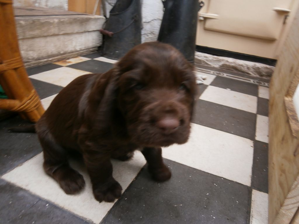Of Treacle's Legacy - Chiot disponible  - Field Spaniel
